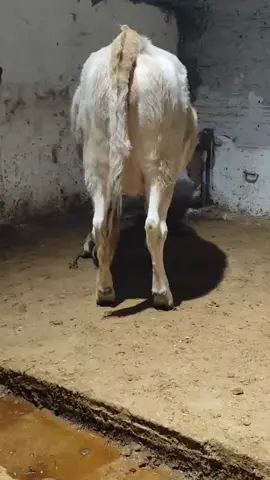 AĞIR GEBE 🦅✅🧿