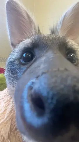 Shenzi and Ed boops >>> 😍