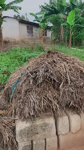 #searchforwondermo#@😭Official kelly brown🙌🙏#@Official_Conk#🇬🇧ghana🇬🇭 