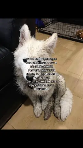 #щп #щитпост #щитпостинг #шитпост #внимание 