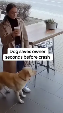 Dog saves owner seconds before crash #FYP #caughtoncamera #viral #dog #miracle 
