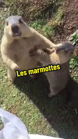 C’est trop fort les marmottes enfaite 🙂‍↕️ #marmotte #rechauffementclimatique #fyp #cute #animal 
