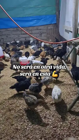 Cueste lo que cueste 💪                      #polloscriollos #elcampo #gallinasfelices #videos 