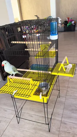 #tiktokshopbrasil #ugcbrasil #aves #gaiola #keniacareli 