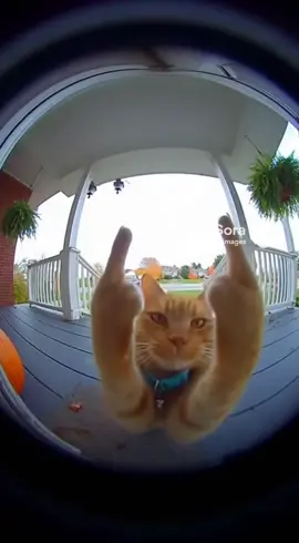 #cat #ai #sora2 #funny #fyp 