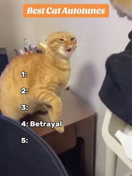 Playboi Cati always with the vocals 🐈 #autotune #remix #cats #catsoftiktok #music