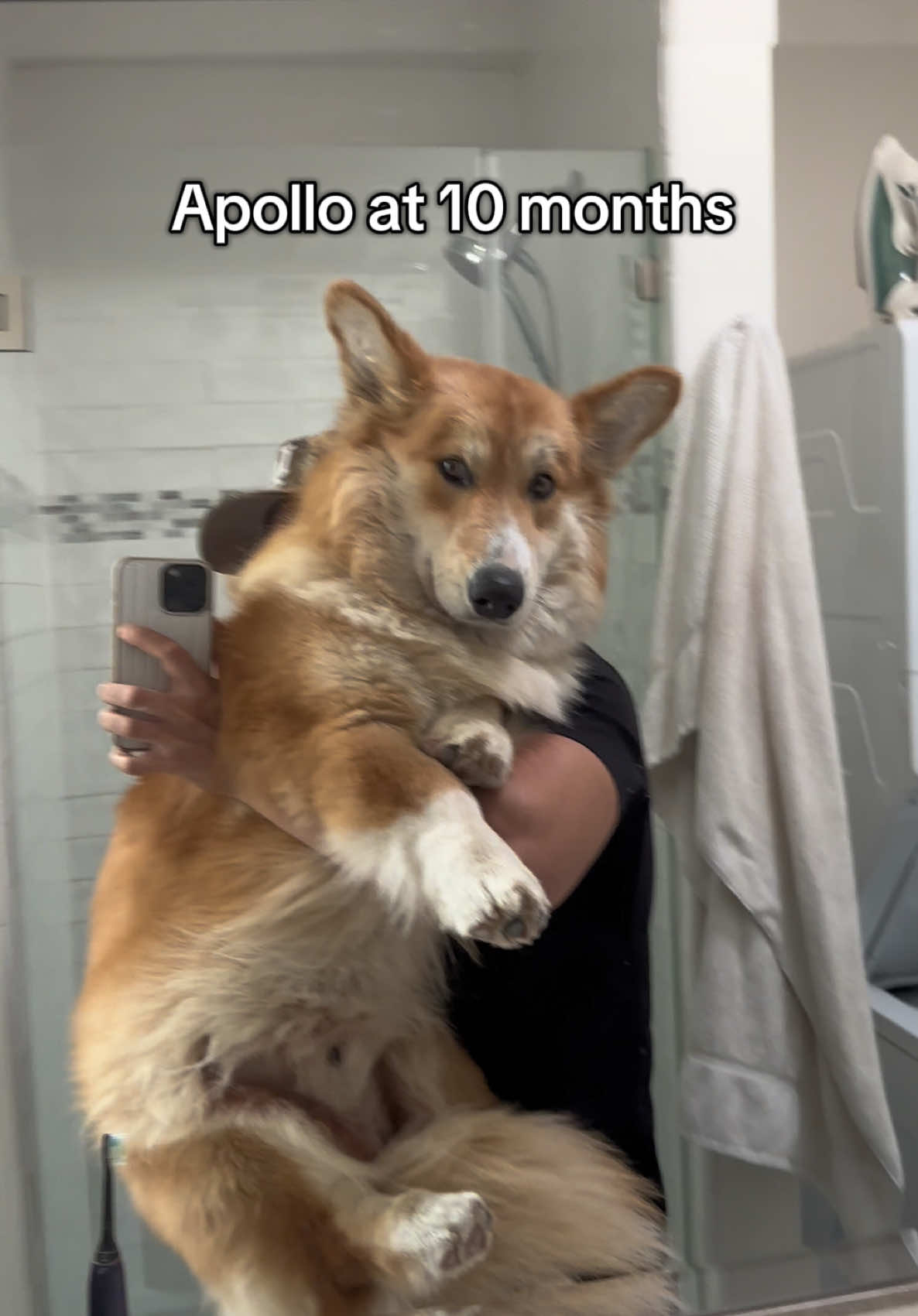 My Clifford corgi malamute #corgi #malamute #dog #puppy 