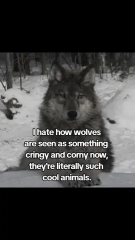 #wolf #wolves #animal #animallover #fypシ゚viral 