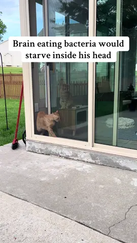 At least he’s cute💁🏻‍♀️ #cats #orangecat #orangecatbehavior #catsoftiktok 