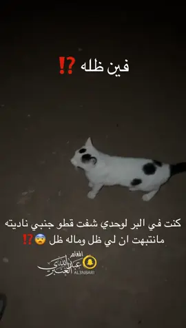 #قط بدون ظل في #البر 😨⁉️#creatorsearchinsights #المغامر_عبدالله_العنبري #explore 