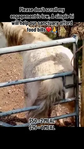 Oh yes that’s the spot 🤗 Go on Sheila, ‘Shake ya Talefeather’ 🤣🐴 Don’t forget to like, comment and share our posts, every little helps ❤️ If you would like to make a donation then head on over to our website which is linked in our bio...👆🏻 All of your donations contribute to the upkeep and care of our animals, keeping them happy and healthy 💚 Thanks so much 😘 $50 =2 MEAL $25 = 1 MEAL