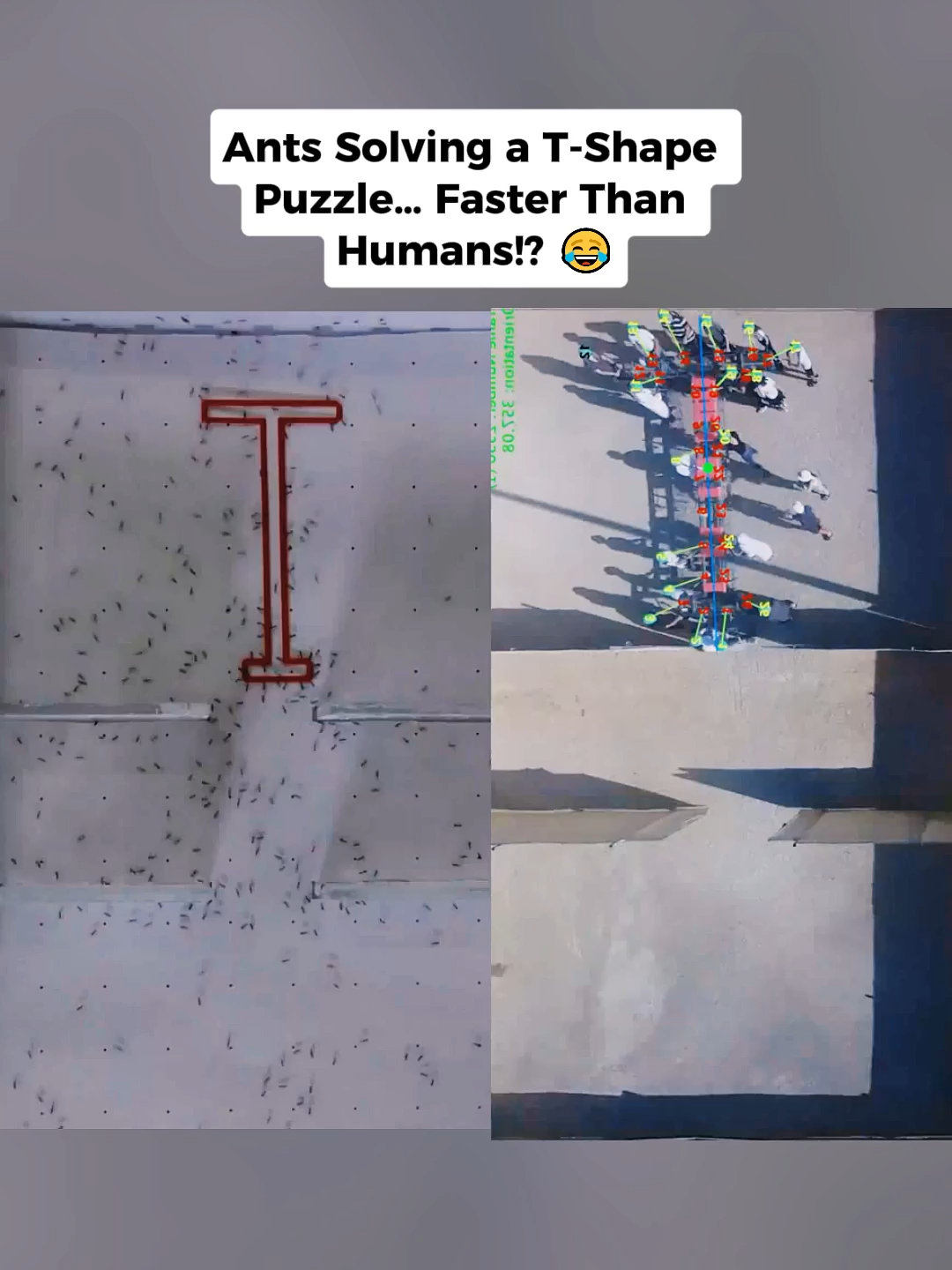 In this experiment, ants are placed in a T-shaped maze to test how they navigate and solve direction choices. Humans try the same puzzle, and the results are surprisingly different. Ants rely on chemical signals, teamwork, and collective behavior, while humans depend on logic and memory. Comment what experiment you want next! #physics #ants #experiment #challenge #viral #fyp