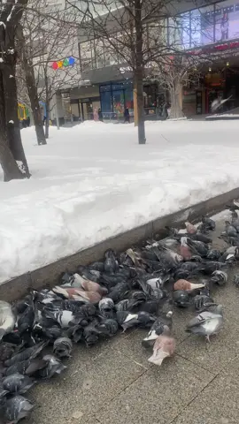 #روسيا #موسكو #fly #explor #CapCut 🕊️🕊️🕊️🕊️🇷🇺🇷🇺🇷🇺😍