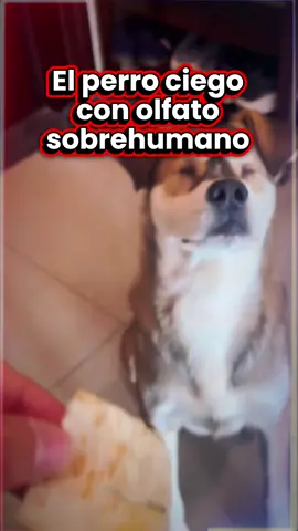 El perro ciego con olfato sobrehumano detecta la mejor comida sin ver 🍗