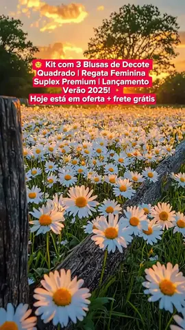 Blusa decote Kit de Blusas Femininas Regata Feminina Blusa Decote Quadrado Suplex Premium Blusa Básica Moda Verão 2025 Look de Blogueira Lançamento Verão Moda Feminina Roupas de Verão