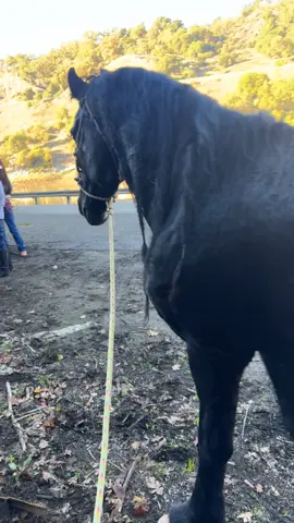 Cómo saber cuando una Llegua quiere Caballo 🐎 #horses #bronco #caballos #rancho #fyppppppppppppppppppppppp 