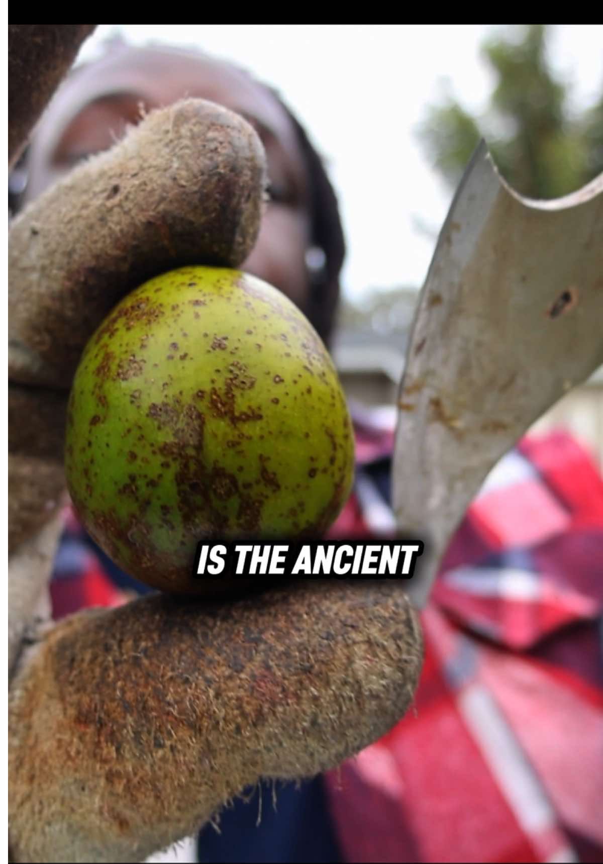 How Sailors Created a Caribbean Legend 🌱