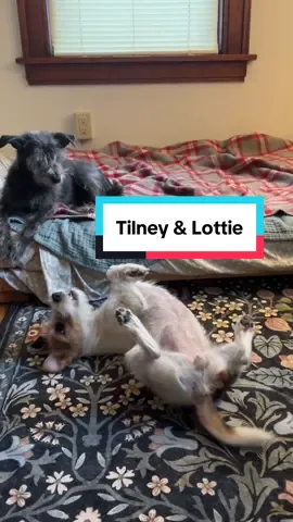 Replying to @9layers_ They’re definitely friends! I think it’s pretty cute, they hang out regularly and are always interested in what the other was doing when they are back together after solo activities.