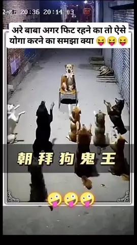 #tiktoksemashowcontest #duet #viralvideo #funnyvideos #funny_pet 