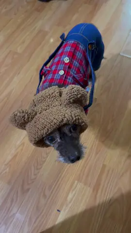 What would I do without you… #prouddogmom #mylittlefurbaby #togetherforever #dogsparents #fyp 