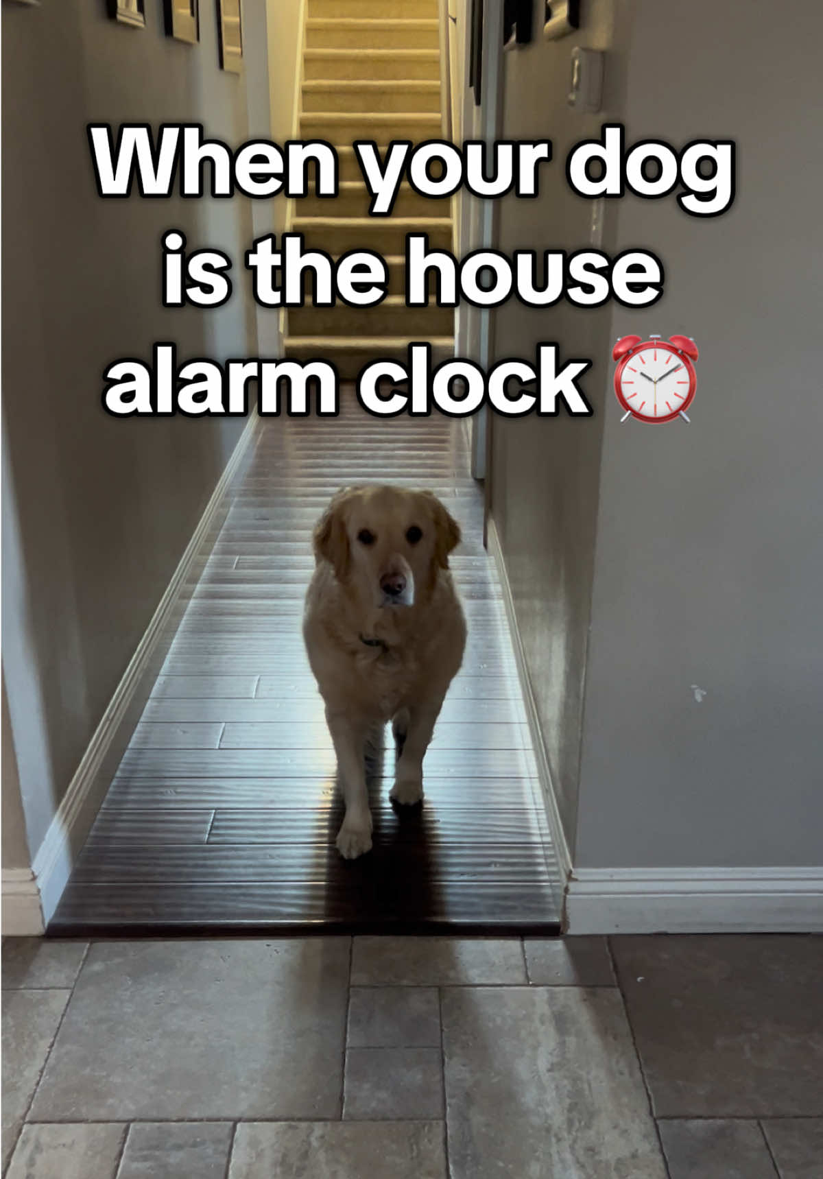 Who needs an alarm clock when you have a dog!? #cute #funny #fy #dog #dogsoftiktok 