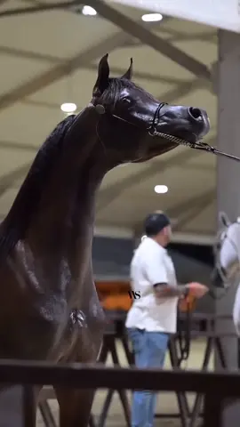 #صلوا_على_رسول_الله #صهيل_الخيل #استغفر_الله #لاله_الا_انت_سبحانك_اني_من_الظالمين #سبحان_الله_وبحمده_سبحان_الله_العظيم 