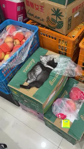 iyi uykular kedicik #kedi #kediseverler #kediler #yavrukedi #uyku 