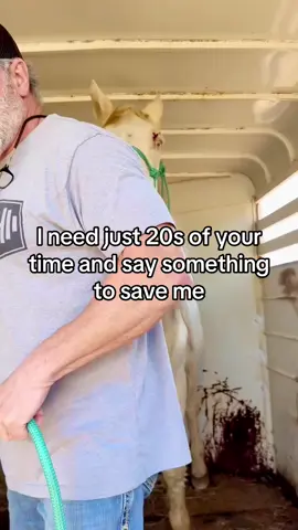 I need just 20s of your time and say something to save me#horserescue #horselovers #horselovers❤️🐎❤️ #donate 