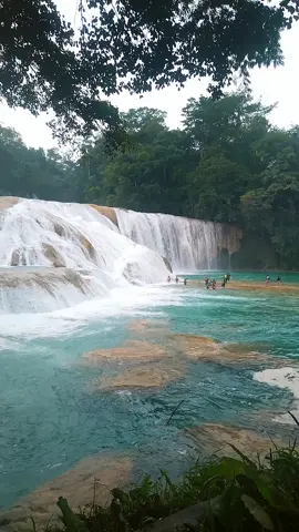 Llegar a Agua Azul es enamorarse de Chiapas a primera vista. 😍 Sumergirse en sus aguas es el amor eterno 💚 #ChiapasExtraordinario #viral #viaje #mexico 