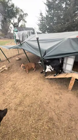 I was torn between laughing and waiting for her to retaliate! 😭😭😭  #fyp #tiktok #foryoupage #viral 