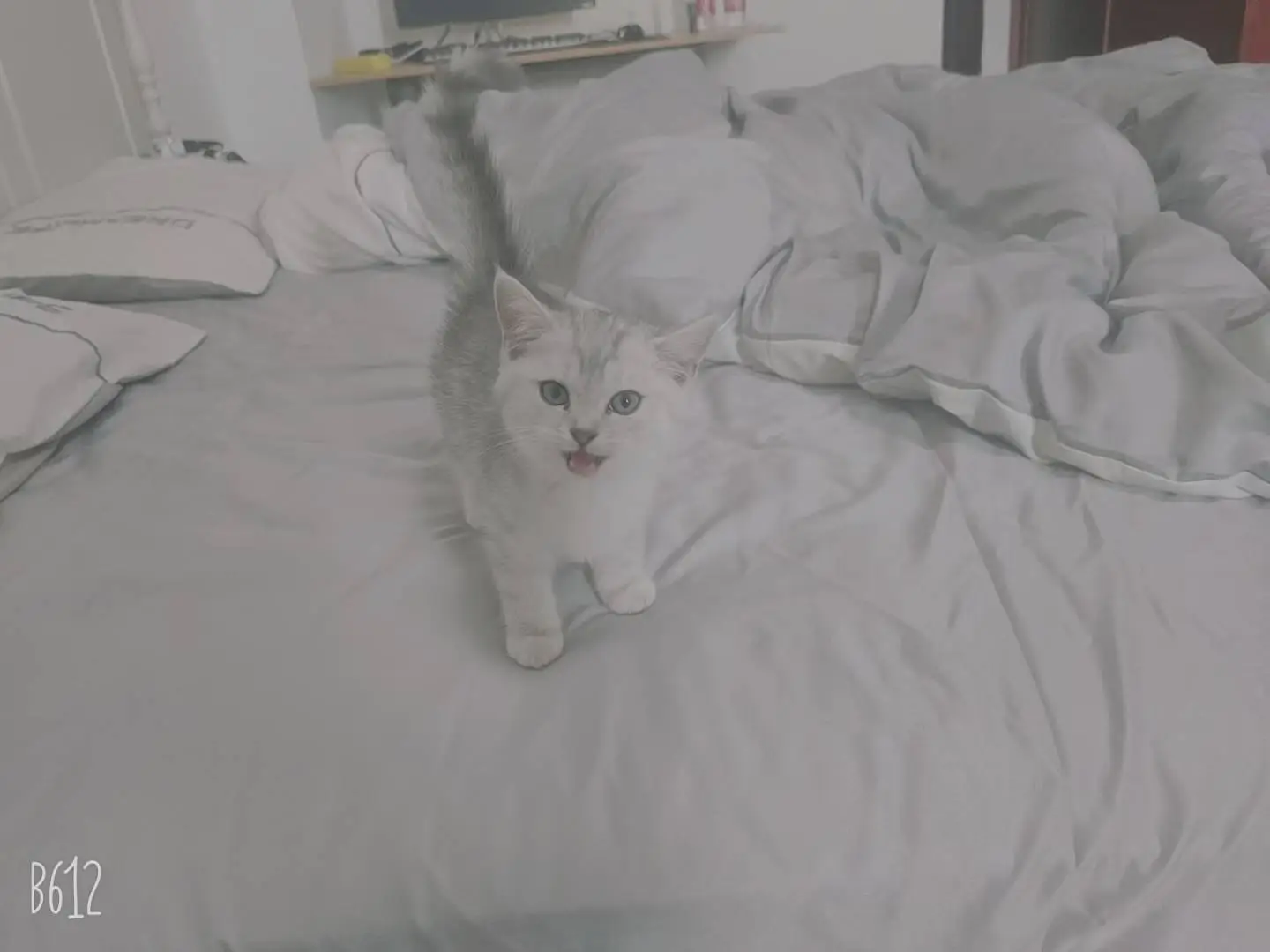 猫能治愈人的心 #懒猫 #开心 #养猫人 #木牌 