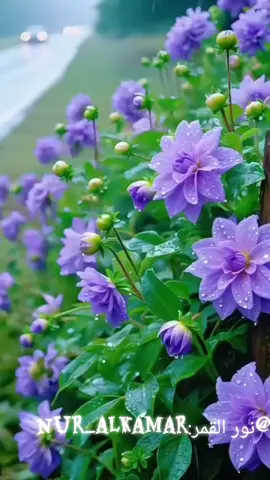 #nourr_alkamar #مساء_الحب_والسعاده #💫⭐💫⭐💫⭐💫⭐💫⭐💫⭐💫⭐💫 #🌹🌹🌹🌹❤️❤️❤️❤️👉 #############