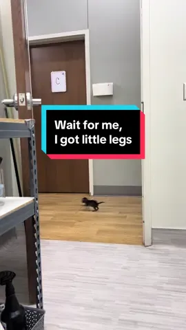 Just trying to keep up with my favorite human 🐾💨 #LittleLegs #BottleBaby #VetLife #CutestCoworker #pahvet 