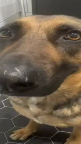 #CapCut whining German Shepherd #meme #idk #germanshepherd I know this is probably gonna get three likes #redzone