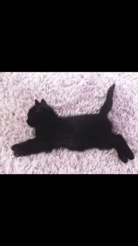 void 🐈‍⬛ #fyp #cat #animalsoftiktok #animallover #foryoupage #catsoftiktok #edit #cute #mypet #catslovers #blackcat 