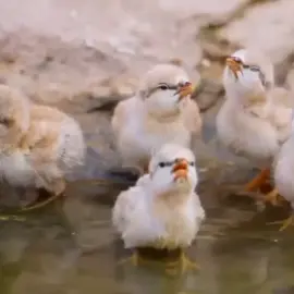 #@نسيم _ألبوادي #العراق🇮🇶 #CapCut #ca @نسيم _ألبوادي #بادية_السماوة #@نسيم _ألبوادي #حفر 