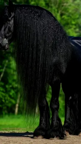 #creatorsearchinsights #horse #horseontiktok #viral #flypシ @VibePet 8D 