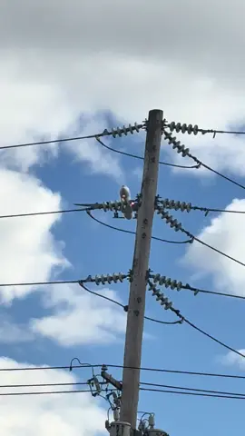 Swiss airlines landing at JFK#blowthisup #boeing #airbus #fyp #warthunderaviation 