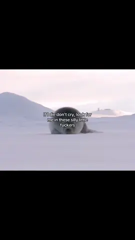 I love seals sm #seals #seal #sillyseal #fyp #blowup 