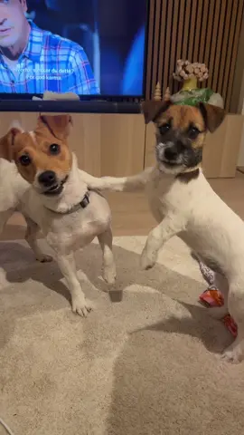 #fyp #forupage #dogtok #fyfy #doglove 