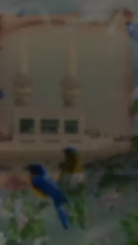 وَفيْ صَباحِ يَومِ الجُمُعَةِ المُبارَكةْ فَتَحَ الّلهُ لَنا وَلَكُمْ أَبوابَ المَغفِرةِ وَالرِزقِ وَالعافيَةْ وَحَفِظَنا وَأَحبابَنا مِنْ كُلِّ سوءْ وَجَعَلَ يَومَنا مَليئَاً بالأَمانِ لِقُلوبِنا  جُمُعَةْ طَيِّبةْ مُبارَكةْ #دعاء_يوم_الجمعة #جمعة_مباركة #اللهم_صلي_على_نبينا_محمد #استغفرالله_العظيم_واتوب_اليه #لاحول_ولا_قوة_الا_بالله_العلي_العظيم 