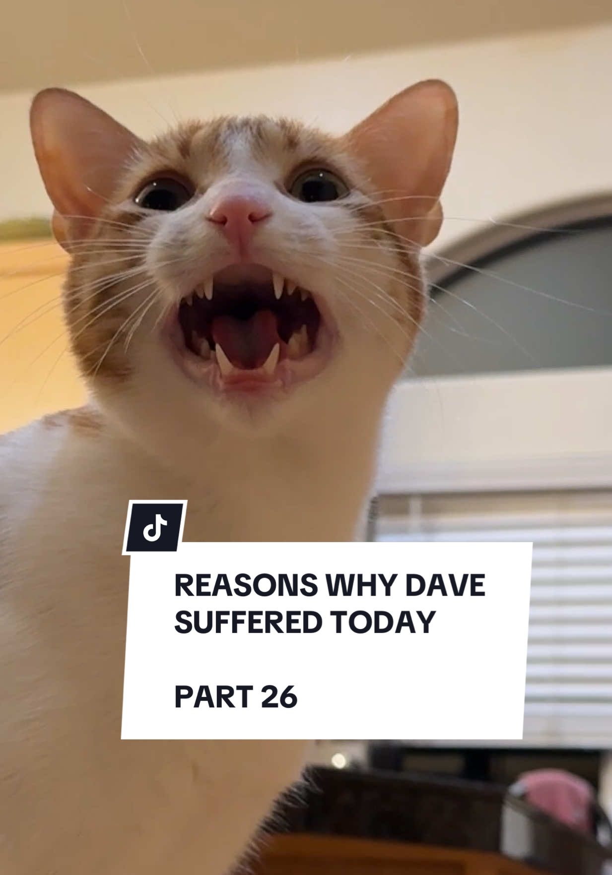 And yet, day by day, against all odds, he endures… #davethecat #orangecat #satire 