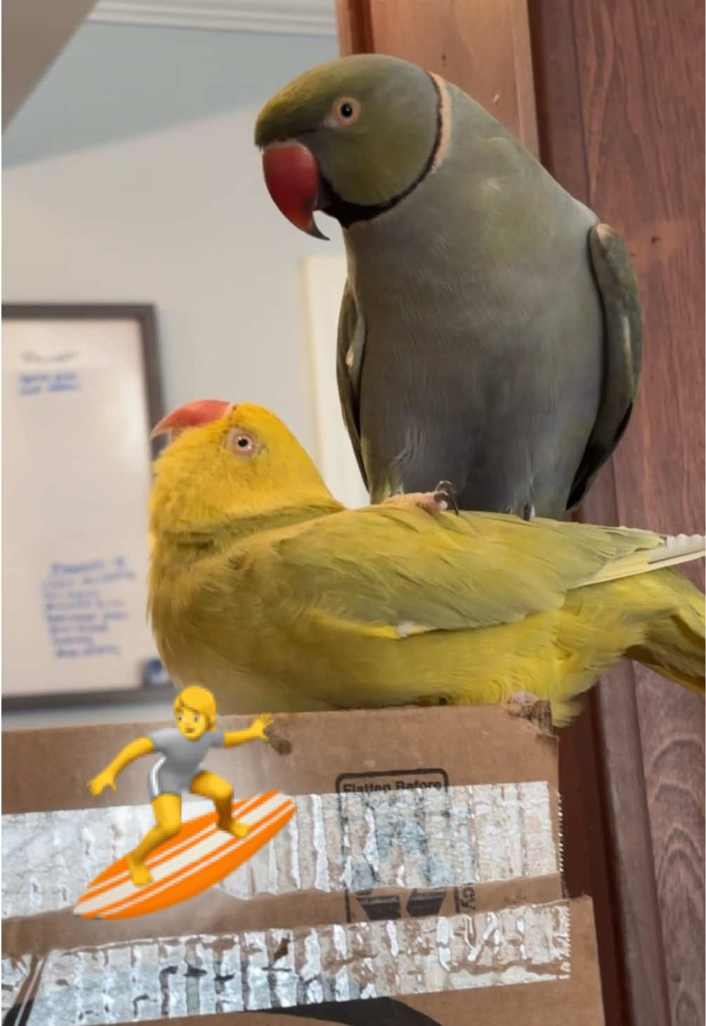 Episode 65 of Beaker standing on Tinkerbell! 🏄 #talkingbird #talkingparrot #couplecomedy #TrueLove #couplegoals 