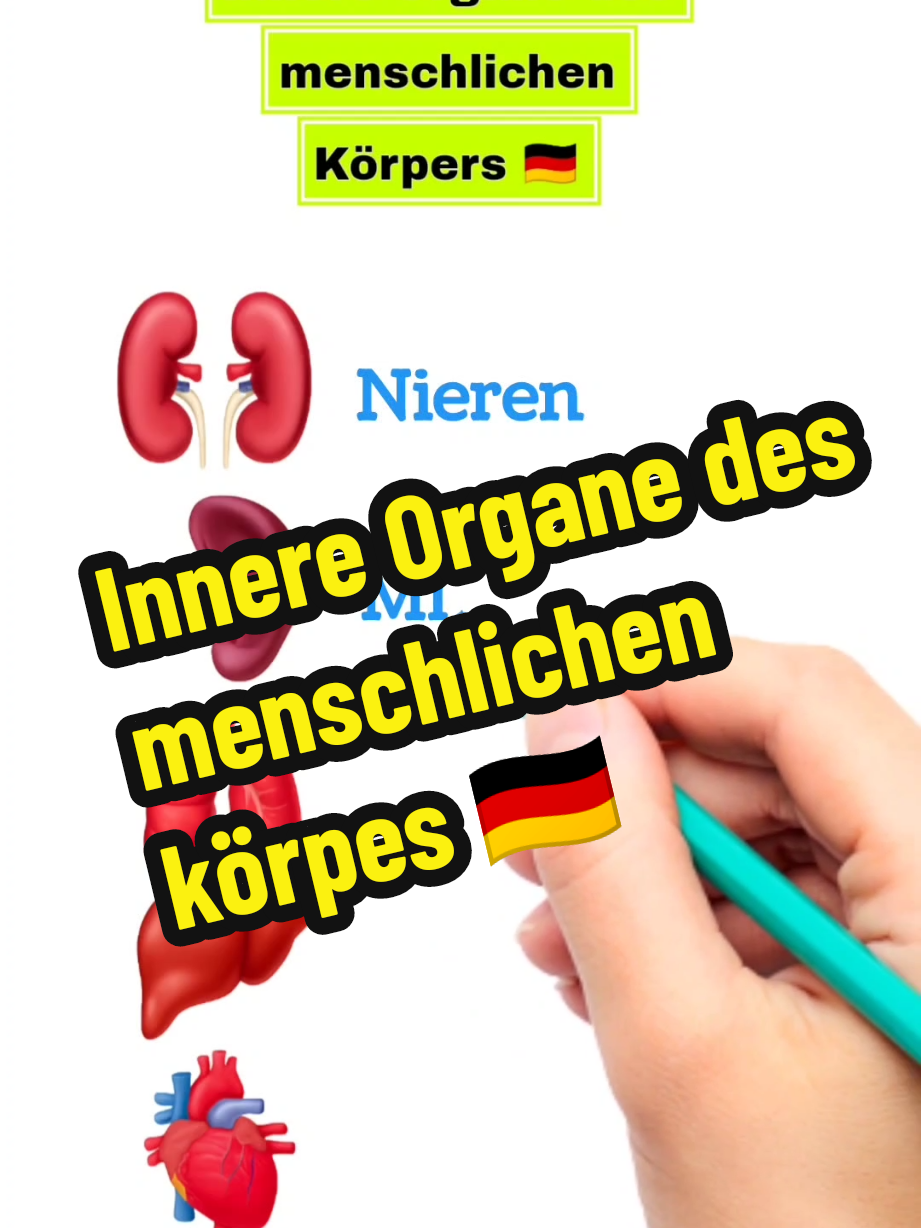 Innere Organe des menschlichen körpes 🇩🇪 #deutschlernen #deutschsprache #germanvocabulary #deutschfüranfänger #lernontiktok 