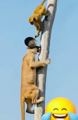 #haihuoctiktok #vui #🤣🤣🤣😜😜🤪🤪🤭🤭 