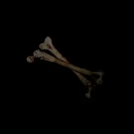 big bad dog #lyrics #songs #fyp #song #lyricsvideo 