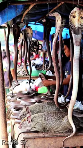 wah antri yah #pasarhewan #world #fypシ゚viral 