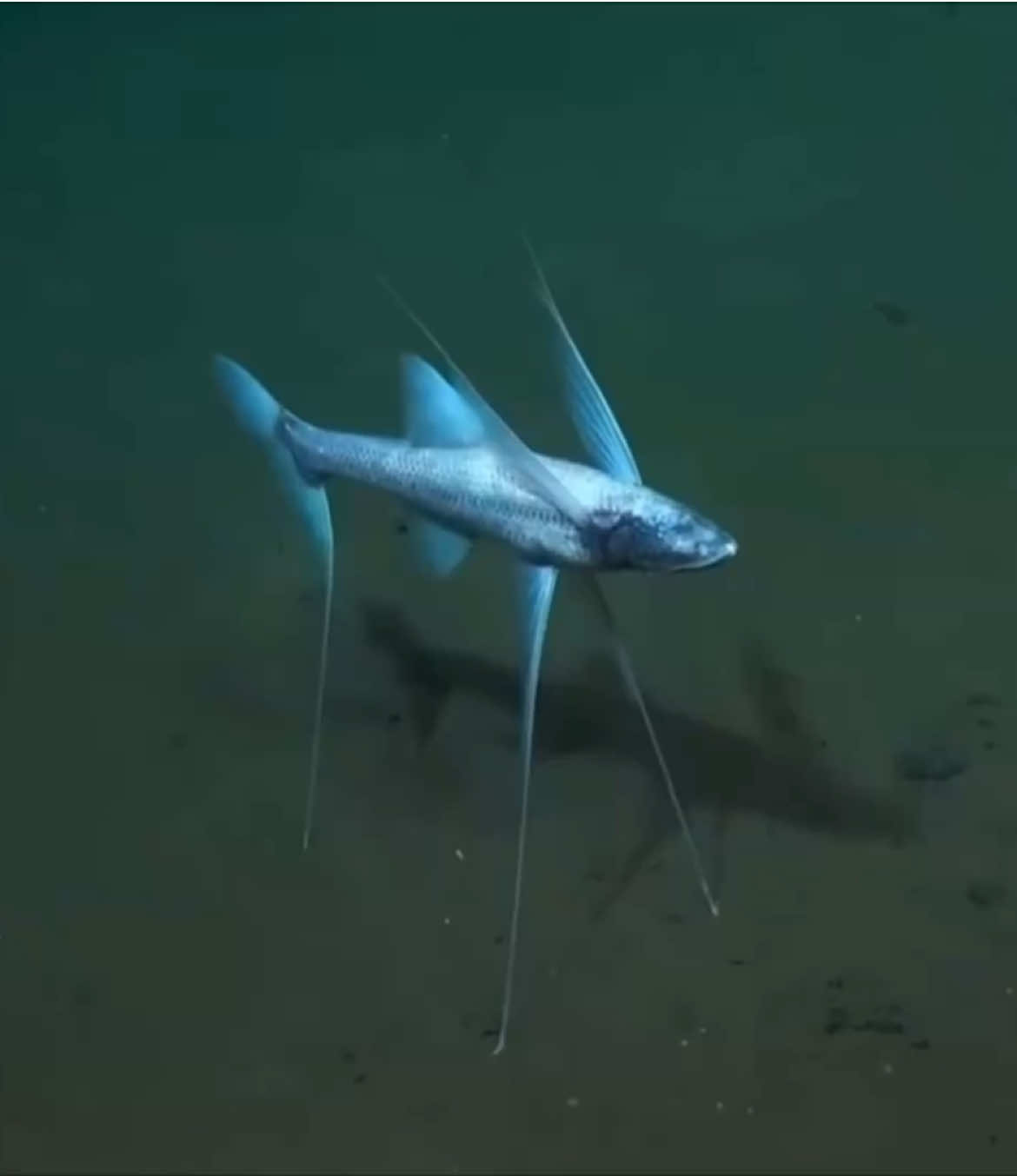 Poor tripod fish is literally just born to suffer :(( #tripodfish #fish #edit #fyp #xyzabc Some tripod fish facts! - Since tripod fish is a simultaneous hermaphrodie, it can technically make baby tripod fish with itself - Its full government name is ‘Bathypterois grallator’ and ‘bathypterois’ means ‘deep feathery’ Thought it only fitting that I should have a go at some tripod fish facts before we get into our dinosaur of the day, which is… 🥁🥁🥁🥁 Parasaurolophus!! William Parks was the first man to write about Parasaurolophus, and he thought that they looked like Saurolophus, and so named them ‘Parasaurolophus’, meaning ‘like saurolophus’ 😭😭 Saurolophus was another duck-billed dinosaur and that name means ‘lizard crest’.  Para was around 33-40ft (10-12m) long and 8ft (2.8m) tall at the hips.  Para had a large, hollow crest - inside the crest was an empty tube that started around its nostrils and looped around inside the crest before directing back at the scull. Its been debated what this was used for. It could have been a way to identify others of its species, used to create a resonating sound to communicate, or used to regulate its temperature.  Of course, it is also possible that it was used for all three!! There’s not always one answer!! These were advanced and sophisticated animals that evolved and adapted to their environment in miraculous ways!! Parasaurolophus sculls have been found of all different shapes and sizes and paleontologists have debated the reason for this. Is it a sign of age? Sex? We’re not sure and havent been able to get a hold of any Parasaurolophus to ask them. However!! In the 1990’s, scientists blew air through the crest and it created a trumpeting sound (just search parasaurolophus sound here on tiktok if you somehow havent heard it)  We have found preserved Parasaurolophus skin impressions and have concluded that it had scaley skin. Para was herbivorous, using its many teeth to grind plants up like many hadrosaurs such as Edmontosaurus, Maiasaura, Lambeosaurus etc. Para had four legs, and could have very easily made both quadrupedal and bipedal movements.  Para didnt have any special defence mechanism that it adapted over time in the way we see with other herbivores such as Ankylosaurus, Therizinosaurus, Stegosaurus etc. Though, they were rather large, which would have potentially made them a harder target for predators, and we have presumed that they moved in herds, relying on saftey in numbers.  Parasaurolophus lived in the Late Cretaceous period, and they’ve been found in Alberta in Canada, and both Utah and New Mexico in the US. Alright, thats it I think! I hope you have a good morning/day/afternoon/evenining/night depending on where you are when you’re seeing this! 🖤💐