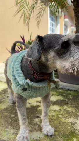 Mi vida con mi Bruno  #lifewithpets #schnauzer #pet #family 
