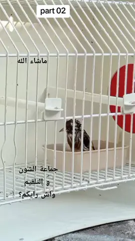 #الشعب_الصيني_ماله_حل😂😂  #الحسون  #مقنين_جزائري  #chantchardonneret  #chardonneret  ماشاء الله